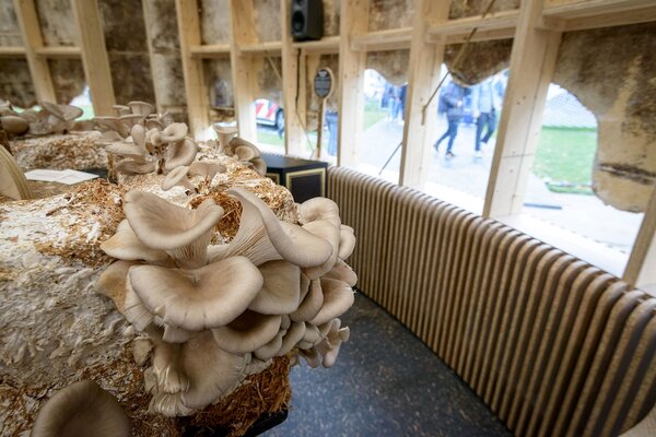 荷蘭設計週上的成長館，獨特造型吸引人，而且館內蘑菇會不斷從建材生長出來，甚至還能直接採下，供食用、販賣。圖／取自臉書Company New Heroes