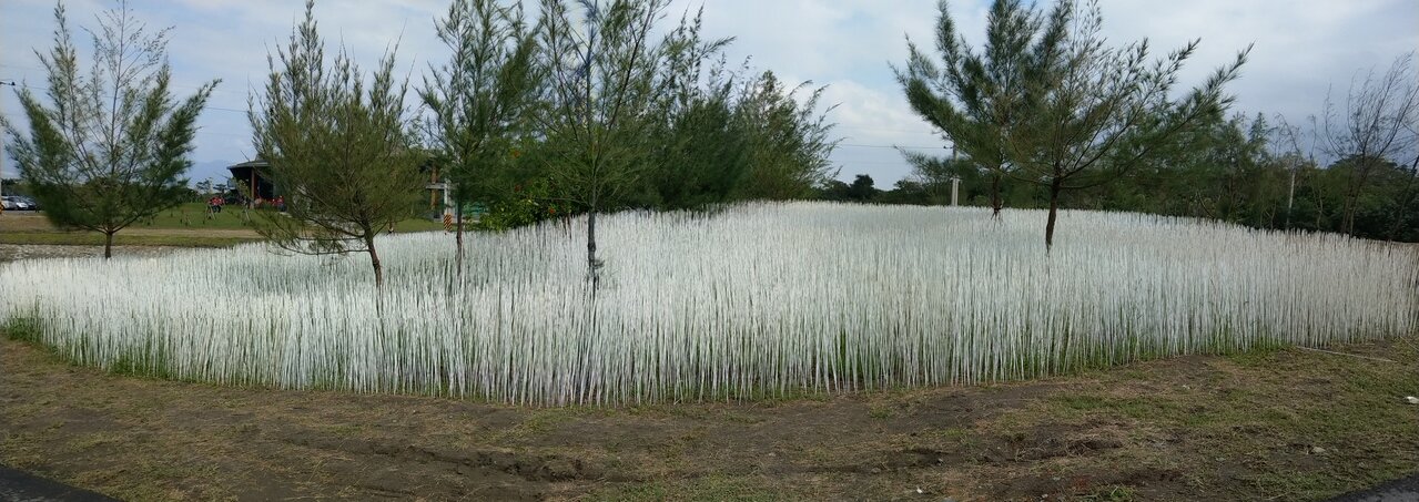 宜蘭壯圍海邊以10萬根白竹籤點綴沙丘,擬造如夢似幻雪景,讓人驚豔,成了網路爆紅的人氣新景點。 圖/記者戴永華攝影