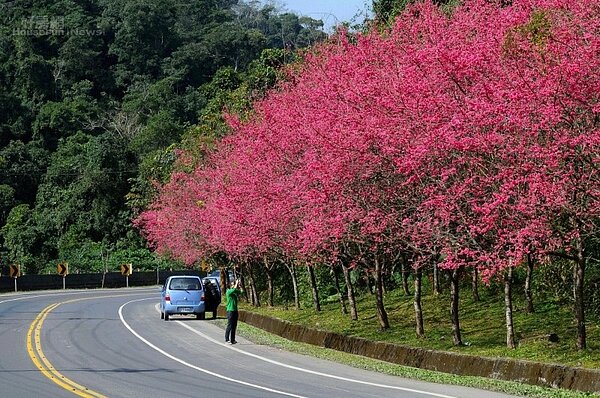 台7丙線櫻花美景。(圖:公路總局提供)