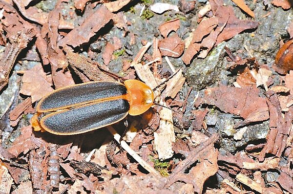 烏來信賢步道,路面嚴重破損將封閉施工,但保育人士質疑,鋪水泥或柏油會造成生態浩劫。圖為山窗螢/吳加雄提供