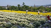 杭菊花海迎賓　銅鑼商圈推行動支付