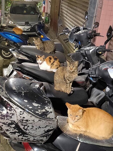 一整排喵星人霸佔路邊停放的機車座位,厭世表情和壯觀畫面引起網友討論。圖/取自臉書社團《爆怨公社》