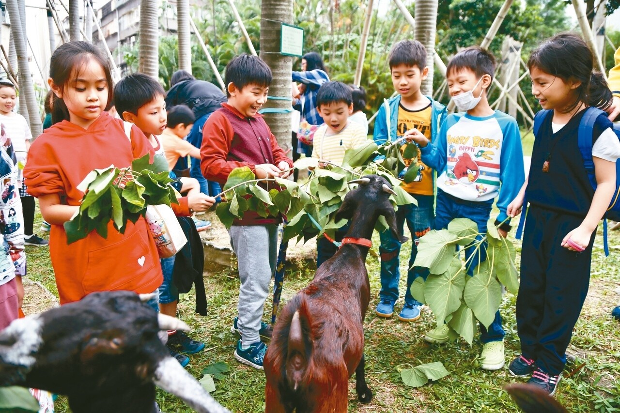 北市松山文創園區養了3隻羊，吸引鄰近國小來此校外教學。 記者魏莨伊／攝影