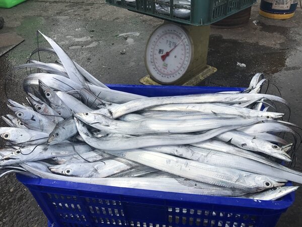 八斗子漁港補獲的白帶魚，馬上有貨運公司來收貨，要運往高雄銷去大陸。記者吳淑君／攝影