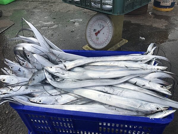 八斗子漁港補獲的白帶魚,馬上有貨運公司來收貨,要運往高雄銷去大陸。記者吳淑君/攝影