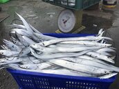 白帶魚從貢寮直送中國恐讓台灣吃不到？漁業署：不會