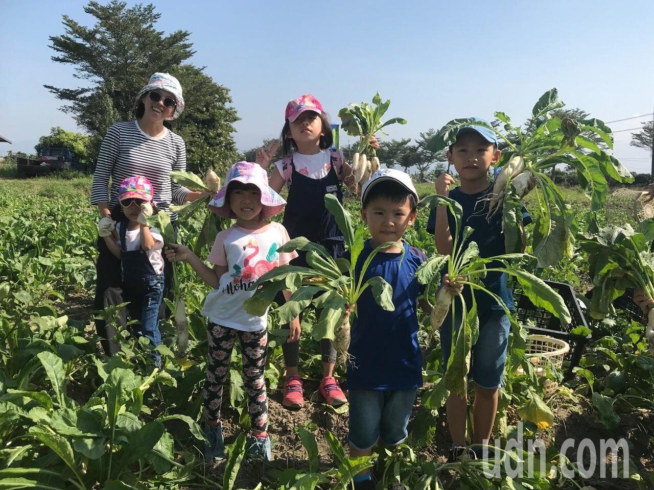 採蘿蔔季節到來,不少家長帶著小朋友到美濃體驗拔蘿蔔樂趣。記者徐白櫻/攝影