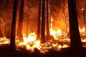 澳洲森林野火肆虐　雪梨面臨巨災