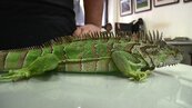 嘉縣外來種綠鬣蜥出沒頻繁　學者警告：吃下肚恐感染