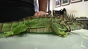 嘉縣外來種綠鬣蜥出沒頻繁　學者警告：吃下肚恐感染