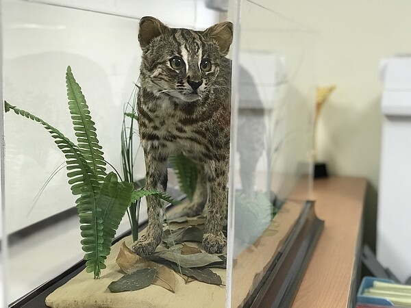 遭路殺的石虎,製作成標本,擺放在苗栗縣政府農業處辦公室。記者劉星君/攝影