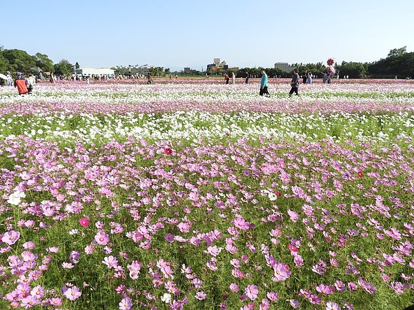 桃園市長鄭文燦表示，今年花彩節中壢展區以大波斯菊、百日草、向日葵等花卉種植成條紋狀，營造出猶如波浪的「花浪」美景，好似北海道花海般令人陶醉。記者高宇震／攝影