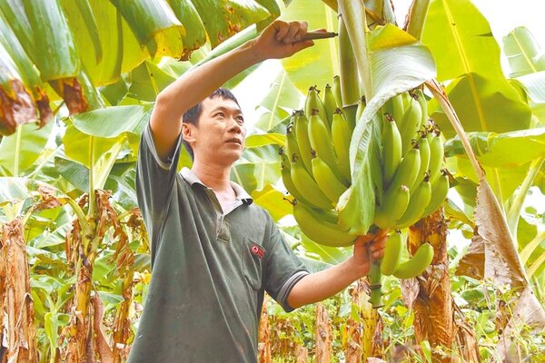 近來香蕉價跌，農委會將收購次級品穩定蕉價，但產地價格高於收購監控價不少，受到質疑。（本報資料照片）