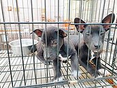 結紮不力　流浪動物創新高