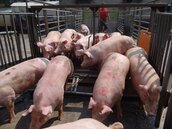 農委會保證　毛豬拍賣價本周提高至70元