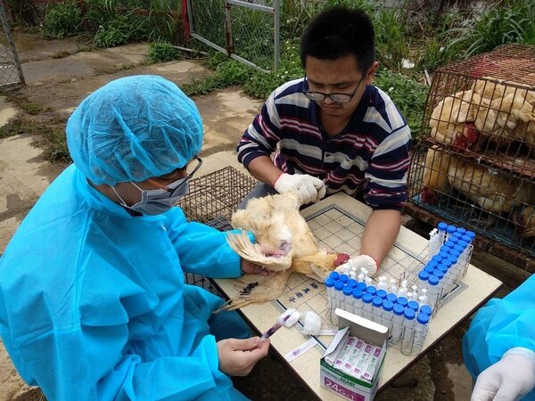加強禽場雞隻檢測作好預警防疫措施。圖／新北市動保處提供