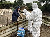 候鳥必經新北讓禽流感蠢動　消毒、快篩加強防疫