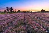 台版普羅旺斯！仙草花海「紫爆」桃園