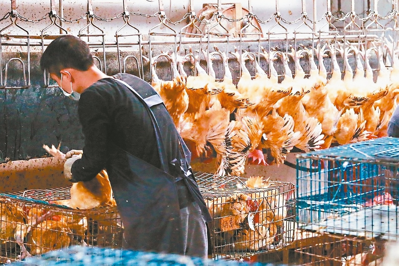 台北市長柯文哲提出產地屠宰後冷鏈運送；市場處表示，預計12月與新北開會討論雙北家禽批發市場能否整合。 圖／聯合報系資料照片