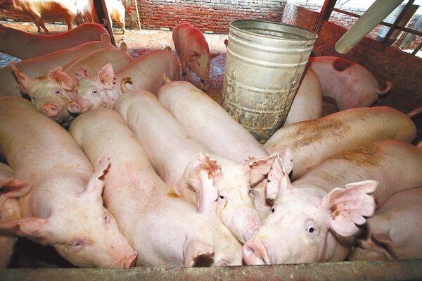 日前毛豬價格下跌，農委會日前啟動肉豬收購屠宰凍存作業，針對140公斤以上的大肥豬，每日收購上限1000頭。圖／中時報系資料照
