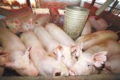 農委會收購大肥豬　每日上限1000頭
