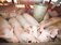 農委會收購大肥豬　每日上限1000頭
