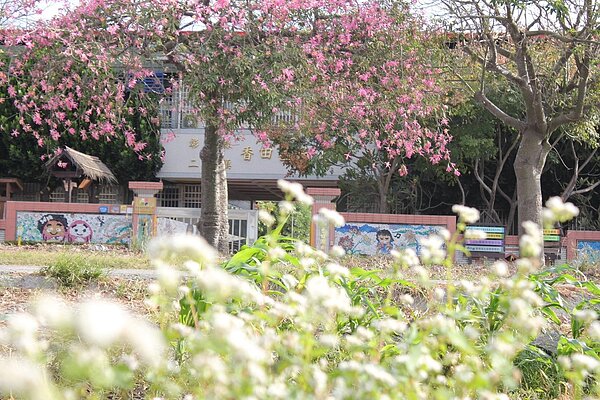二林鎮香田國小附近美人樹與蕎麥花田相互輝映。圖／香田國小提供