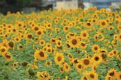 18公頃「5色花海」！平鎮花彩節登場　向日葵迎客