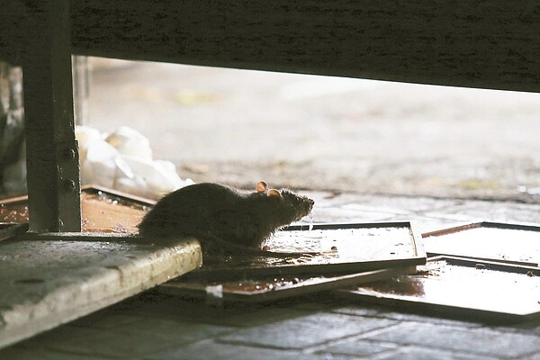 衛福部表示,密切監視中國大陸鼠疫疫情變化,若評估社區感染風險提升,將及時發布旅遊疫情警示。圖/聯合報系資料照片