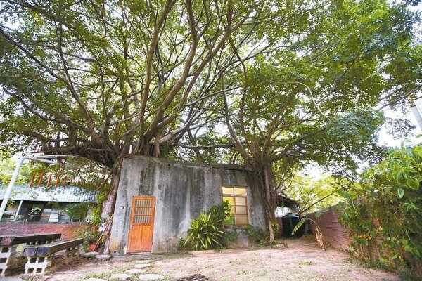 新竹市政府與林務局合作普查老樹，新增11棵老樹列管，包括下竹樹屋2棵老榕樹。 圖／市府提供