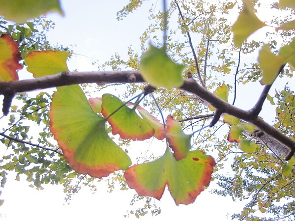 陽明山區海拔低,銀杏無法像溫帶國家金黃,但仍然吸引許多市民朋友前往賞葉。圖/台北市公園處提供