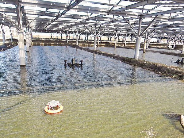 雲林縣台西水產試驗所進行漁電共生實驗,遮光率40%,育成率和傳統方式養殖差不多,可是當強降雨、高溫等外在因素變化時,漁電共生育成率比傳統高。(許素惠攝)