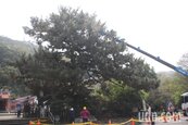 清水岩寺300年老樹　「高空吊點滴」搶救