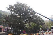 清水岩寺300年老樹　「高空吊點滴」搶救