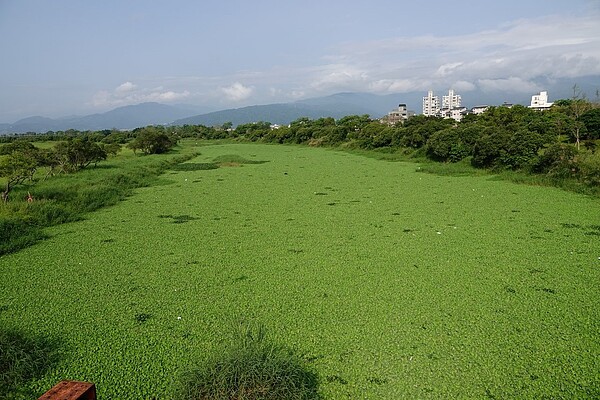 宜蘭橋改建工地的上游河道約200公尺，堵塞大量水芙蓉和布袋蓮，幾乎一望無際，引起居民擔心一旦暴雨，可能堵塞排水氾濫成災。圖／周俊雄提供