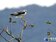 社子島濕地設置棲架　台灣最美猛禽現身