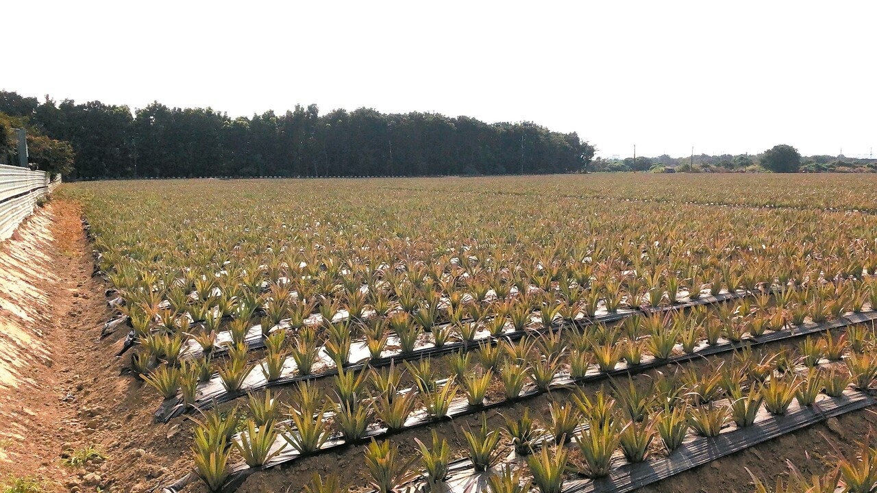 高雄燕巢鳳龍段土地原由農友向台糖租地種有機鳳梨，如今成為高雄肉品市場遷建預定地，農友抱怨生計遭衝擊。 記者王昭月／攝影