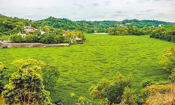 從峨眉十二寮風景區往下腑瞰峨眉湖,綠油油的布袋蓮猶如「草原」。(羅浚濱攝)