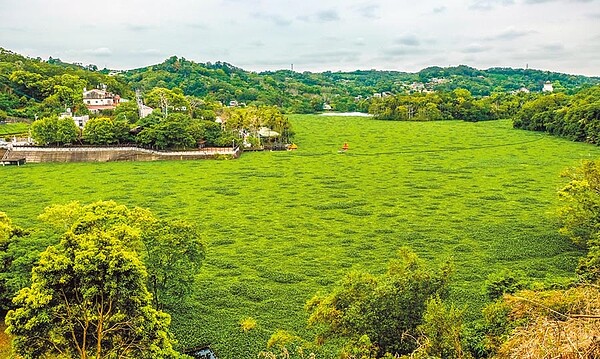 從峨眉十二寮風景區往下腑瞰峨眉湖，綠油油的布袋蓮猶如「草原」。（羅浚濱攝）