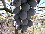 食材新興旅遊　中部小吃多特色