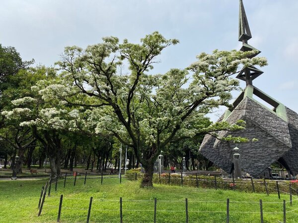 二二八和平公園紀念碑旁的流蘇王，枝頭已披上雪白花朵。圖／台北市公園處提供