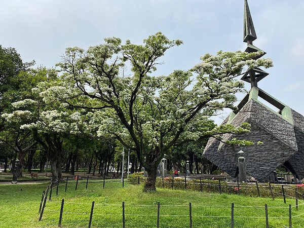 二二八和平公園紀念碑旁的流蘇王,枝頭已披上雪白花朵。圖/台北市公園處提供