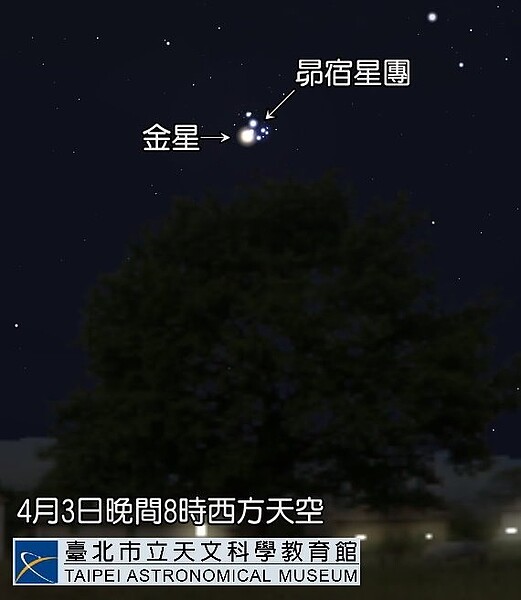台北市立天文館表示，金星將運行至8年一度的特殊位置，與美麗的昴宿星團相會，今、明傍晚是最佳觀賞時機。圖／台北市立天文館提供
