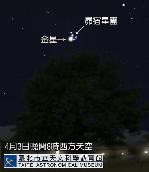 台北市立天文館表示,金星將運行至8年一度的特殊位置,與美麗的昴宿星團相會,今、明傍晚是最佳觀賞時機。圖/台北市立天文館提供