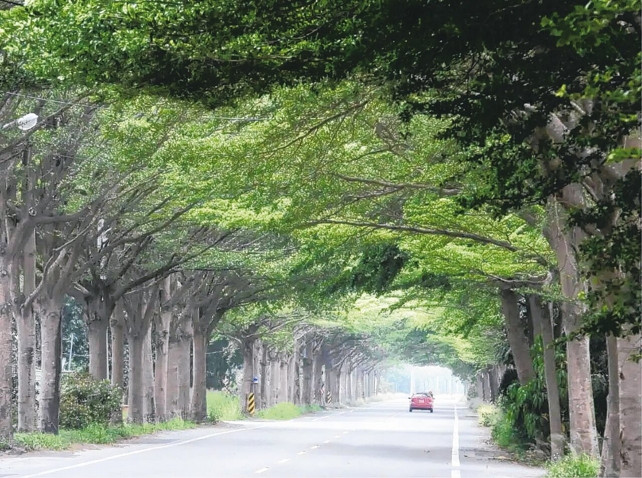 國外旅遊達人推薦學甲174線小葉欖仁綠色隧道。 圖/聯合報記者周宗禎攝
