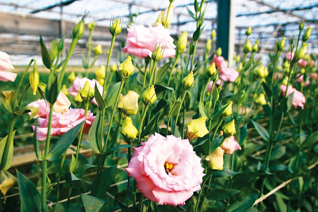 台灣花農種植的粉色洋桔梗為外銷日本主力之一。 圖／聯合報系資料照