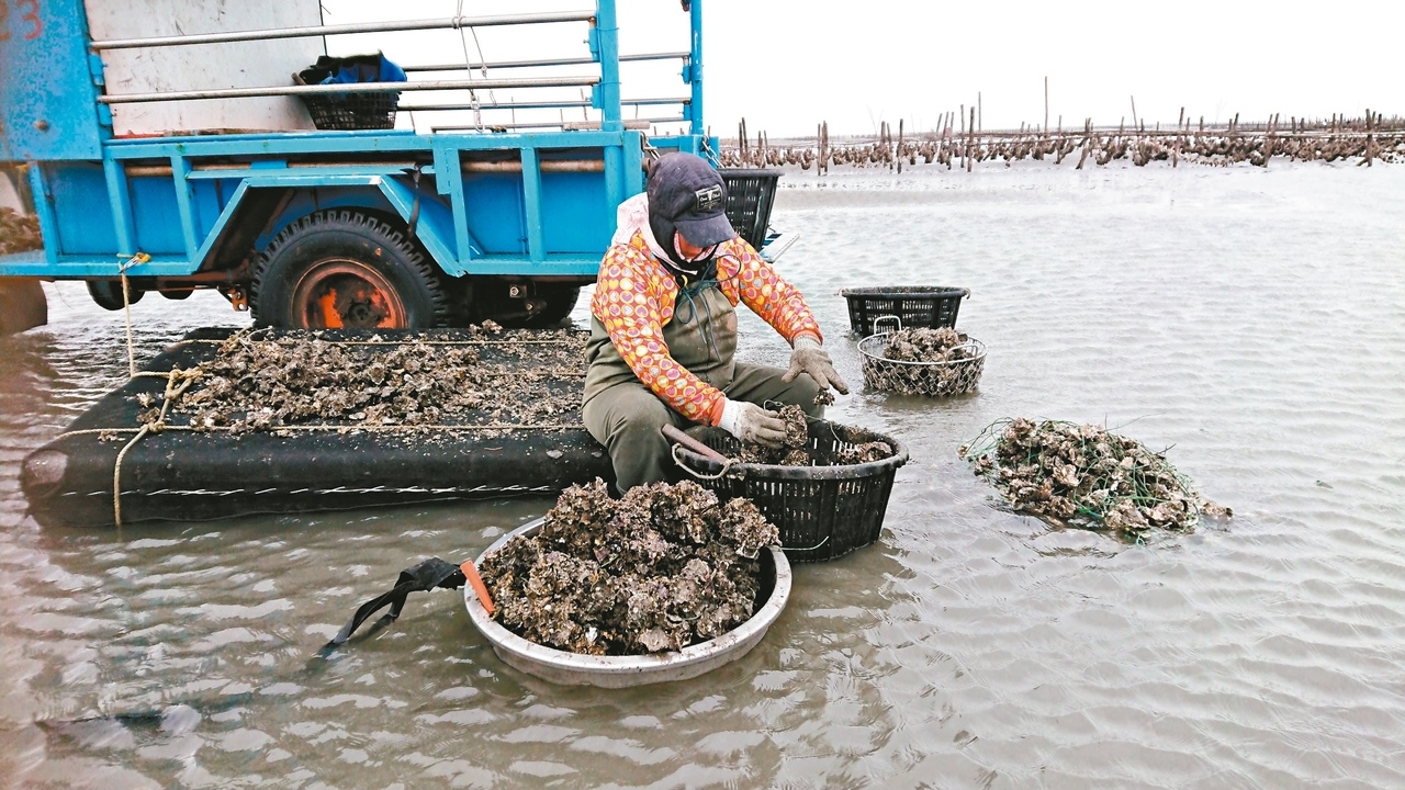 今年牡蠣又漲價，養殖戶仍叫苦連天。 記者簡慧珍／攝影