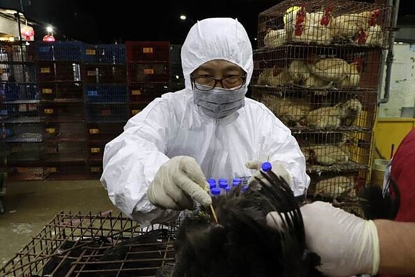防疫人員隨機採樣雞隻肛門拭子檢體。圖/新北動保防疫處提供