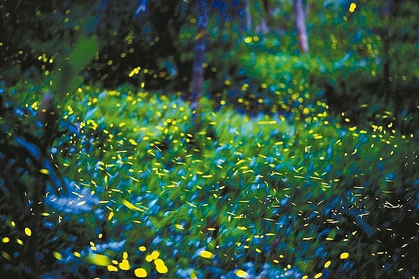 春季賞螢活動將開始,台中以東勢和新社等山區為主要賞螢地點。 圖/東勢林場提供