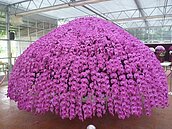 觀光蘭園歡慶母親節　展出巨型蝴蝶蘭繡球